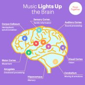 Illustration of the brain